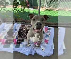 Mutt Dogs for adoption in Chula Vista, CA, USA