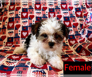 Yorkshire Terrier Puppy for sale in AMSTERDAM, MO, USA