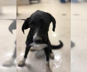 Australian Shepherd-Unknown Mix Dogs for adoption in Riverside, CA, USA