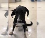 Small Australian Shepherd Mix