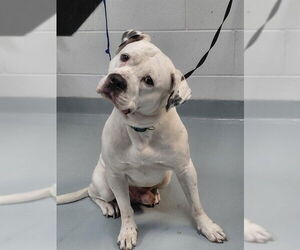 Mutt Dogs for adoption in St. Cloud, FL, USA