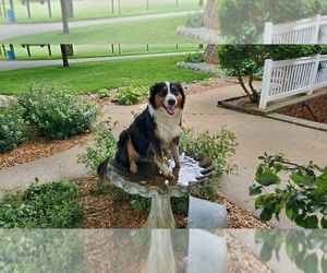 Mother of the English Shepherd puppies born on 06/04/2025