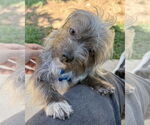 Small #3 Mutt