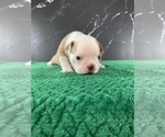 Small Photo #132 Boston Terrier Puppy For Sale in TULARE, CA, USA
