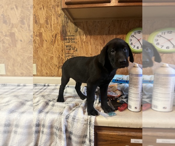 Medium Photo #4 Labrador Retriever Puppy For Sale in SABETHA, KS, USA