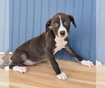 Small #7 American Pit Bull Terrier-Dachshund Mix
