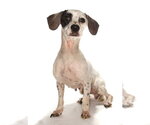 Small #2 Chihuahua