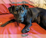 Small #7 Carolina Dog-Labrador Retriever Mix