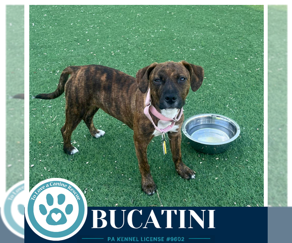 Medium Photo #8 Boxer-Unknown Mix Puppy For Sale in Kimberton, PA, USA