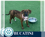 Small #7 Boxer Mix