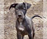 Small #13 Border Collie Mix