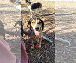 Small #5 Beagle