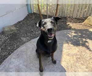 Labrador Retriever-Unknown Mix Dogs for adoption in Corona, CA, USA