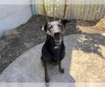 Small Labrador Retriever Mix