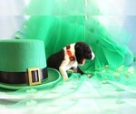 Small #2 Great Dane