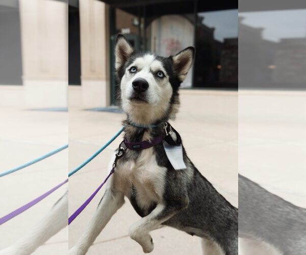 Medium Photo #5 Siberian Husky Puppy For Sale in Carrollton, TX, USA