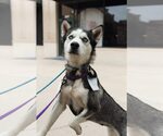 Small #4 Siberian Husky