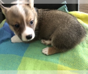 Pembroke Welsh Corgi Puppy for sale in RAMONA, OK, USA