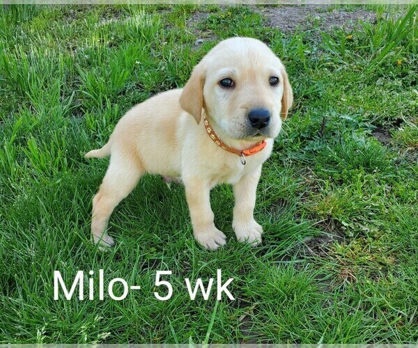 Medium Photo #3 Labrador Retriever Puppy For Sale in CATO, NY, USA