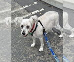 Small #1 Poodle (Miniature) Mix