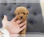 Small #6 Poodle (Miniature)