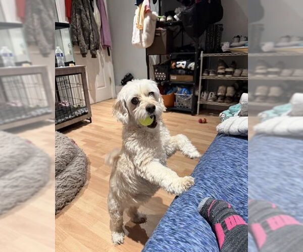 Medium Photo #2 Cockapoo Puppy For Sale in Jackson Township, NJ, USA