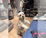 Small #1 Cockapoo