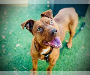 Redbone Coonhound-Unknown Mix Dogs for adoption in Orlando, FL, USA
