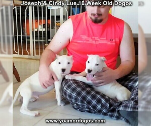 Medium Photo #111 Dogo Argentino Puppy For Sale in PINEVILLE, MO, USA