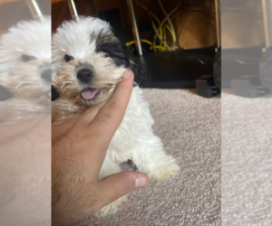 Shih Tzu Puppy for sale in GLENDALE, CA, USA
