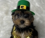 Small Photo #15 Yorkshire Terrier Puppy For Sale in MIAMI, FL, USA