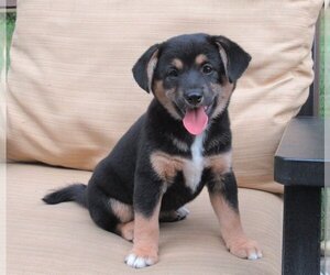 Shiba Inu-Unknown Mix Puppy for sale in FREDERICKSBG, OH, USA