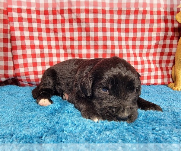 Medium Photo #42 Golden Mountain Dog Puppy For Sale in BLACK FOREST, CO, USA