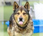 Small #1 German Shepherd Dog Mix