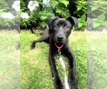 Small #12 Labrador Retriever Mix