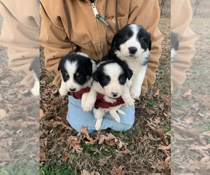 Border Collie Puppy for sale in PRESTON, MO, USA