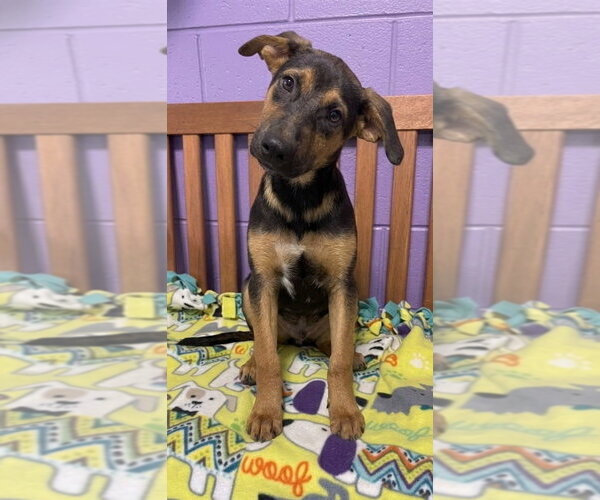 Medium Photo #2 Mutt Puppy For Sale in Genesee, WI, USA