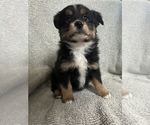 Puppy Basil Miniature Australian Shepherd