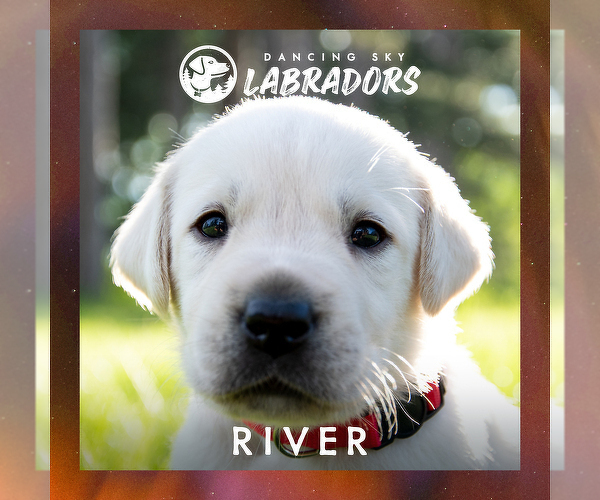 Medium Photo #3 Labrador Retriever Puppy For Sale in ROOSEVELT, MN, USA