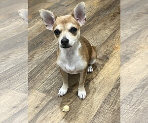 Ruby - Female Chiweenie Dog for Adoption - Photo #2