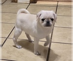 Small #9 Pug