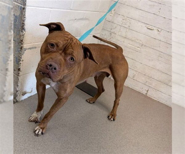 Medium Photo #1 Mutt Puppy For Sale in San Bernardino, CA, USA