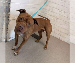 Mutt Dogs for adoption in San Bernardino, CA, USA