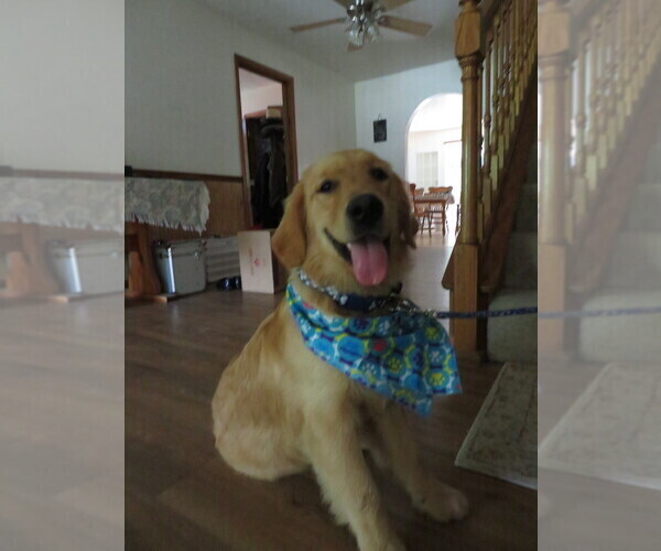 Medium Photo #22 Golden Retriever Puppy For Sale in MECHANICSVILLE, MD, USA