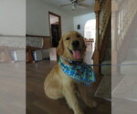 Small #21 Golden Retriever