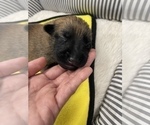 Small Photo #267 Belgian Malinois Puppy For Sale in REESEVILLE, WI, USA