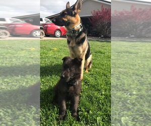 Mother of the German Shepherd Dog puppies born on 03/31/2022