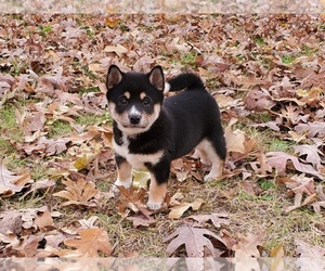 Shiba Inu Puppy for sale in CLARK, MO, USA