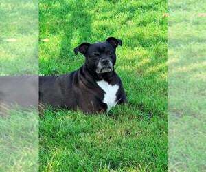 Boxador Dogs for adoption in O'Fallon, MO, USA