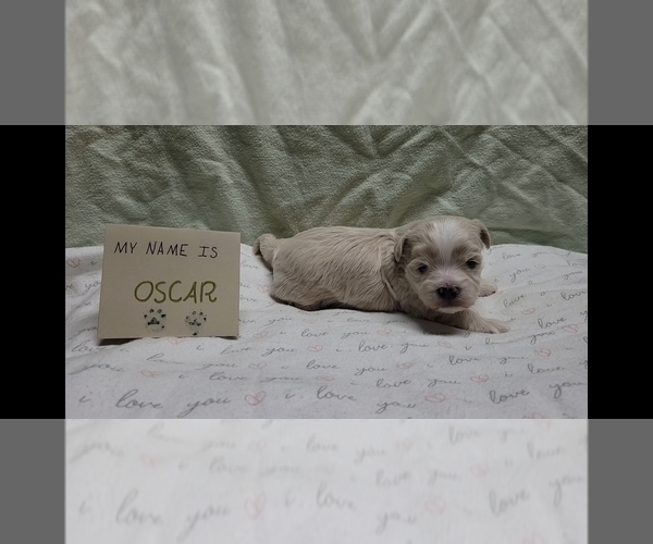 Medium Photo #7 Maltipoo (Miniature) Puppy For Sale in BROOKFIELD, MO, USA